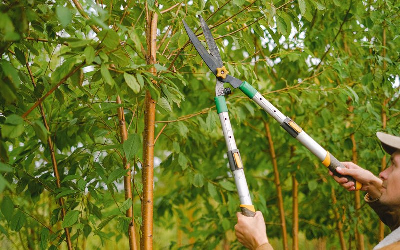 Tree trimming in La Valle, WI